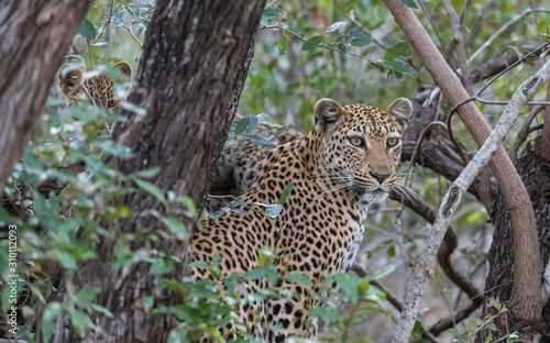 leopard with cub in background standing in dens bush