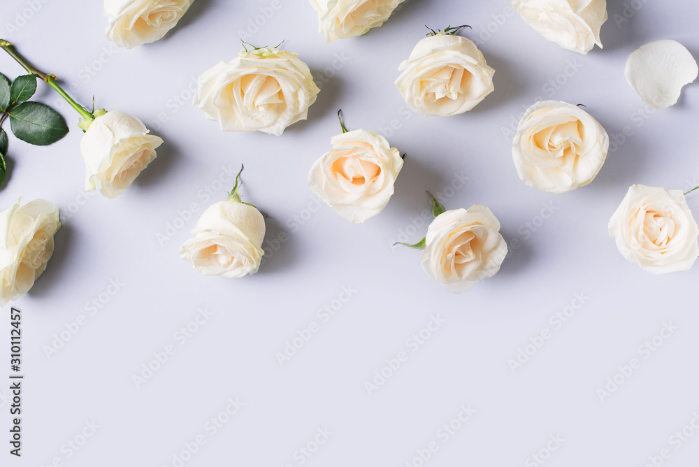 White roses frame flat lay on blue background. White roses frame flat lay on blue background.