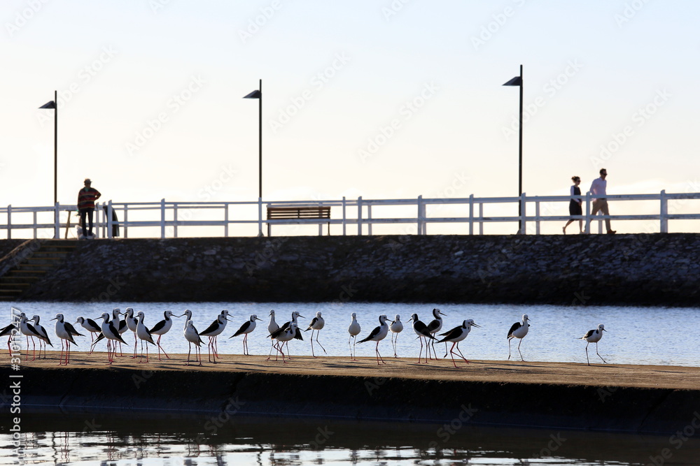Birds on the pier near Wynnum close to Brisbane