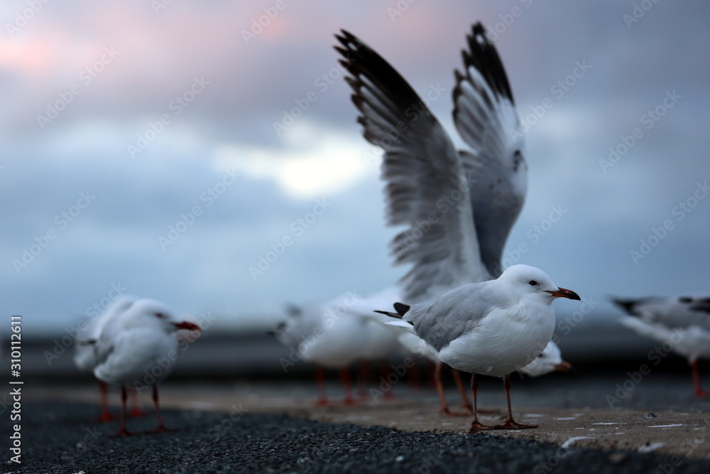 Fototapeta premium Gulls on the pier near Wynnum close to Brisbane in Queensland, Australia
