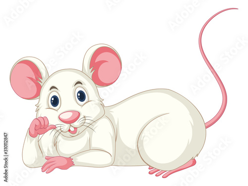 White rat on white background