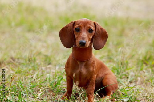 Dog breed dachshund