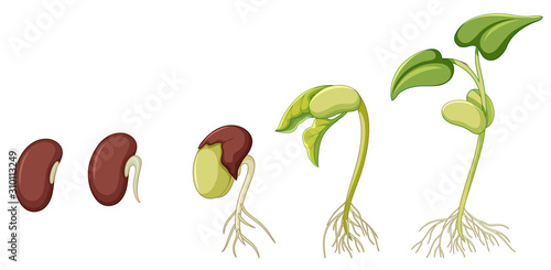 Diagram showing plant growing on white background