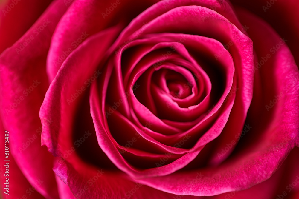 red rose texture, petals closeup red rose texture, petals closeup