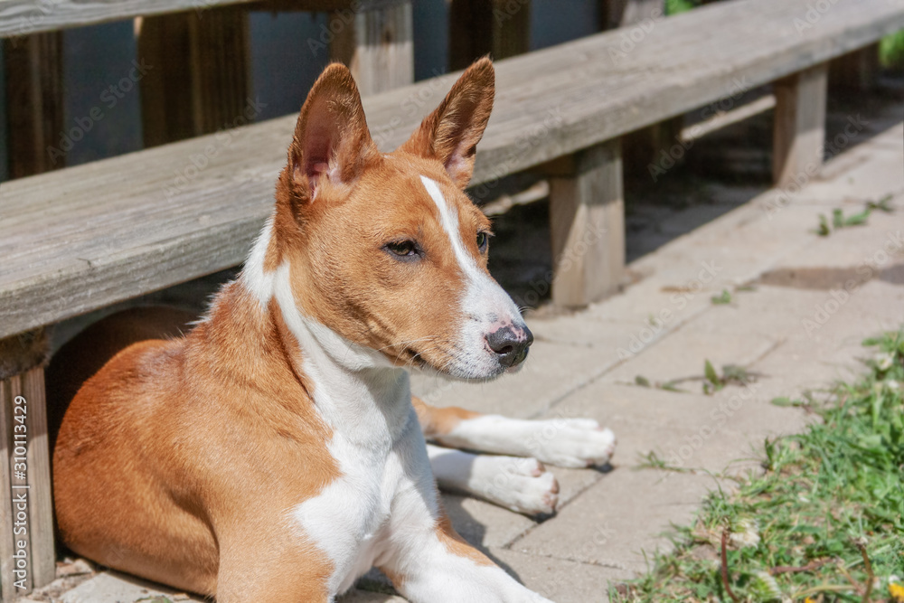 The Basenji dog under the stairs is hiding from the heat The Basenji dog under the stairs is hiding from the heat