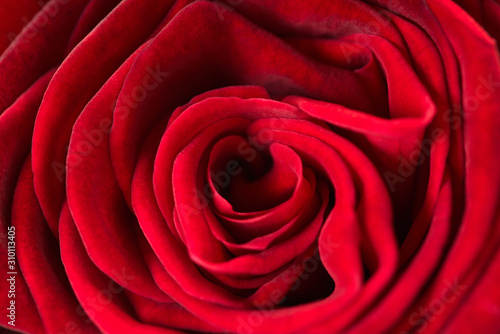 red rose texture  petals closeup