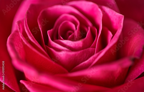 red rose texture  petals closeup