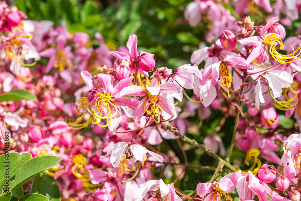 Cassia bakeriana Craib, Cassia bakeriana Craib,