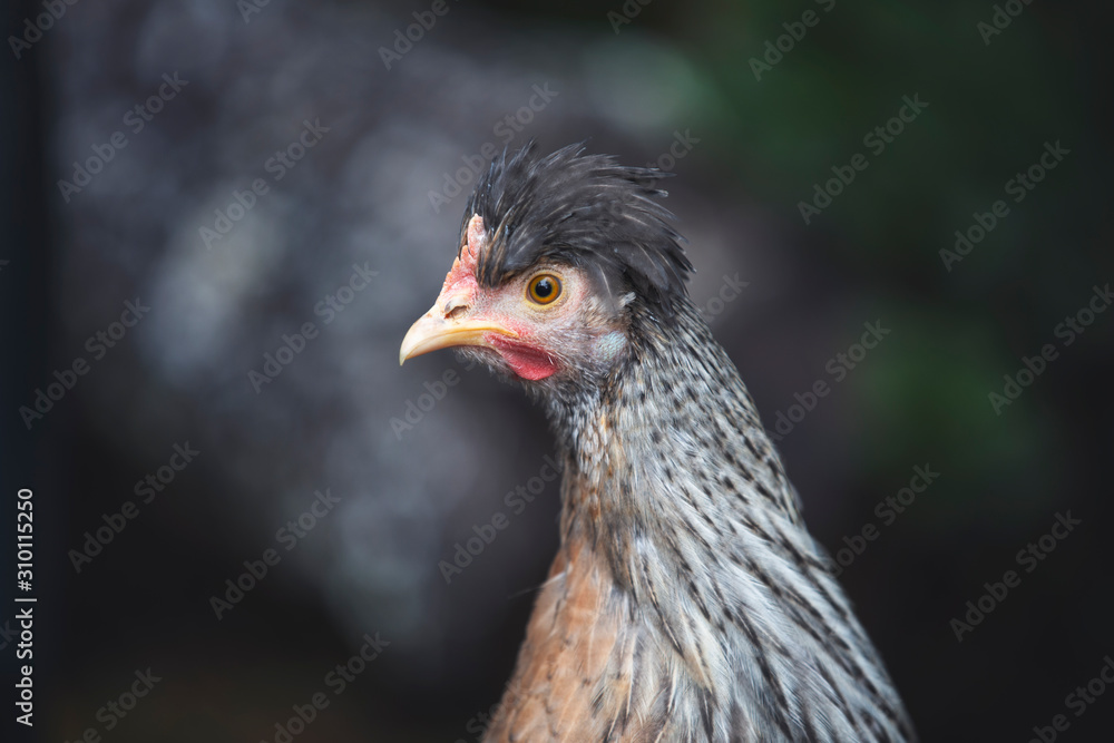 Beautiful, Funky Crested Cream Legbar Hen. Blue Egg Layer Beautiful, Funky Crested Cream Legbar Hen. Blue Egg Layer
