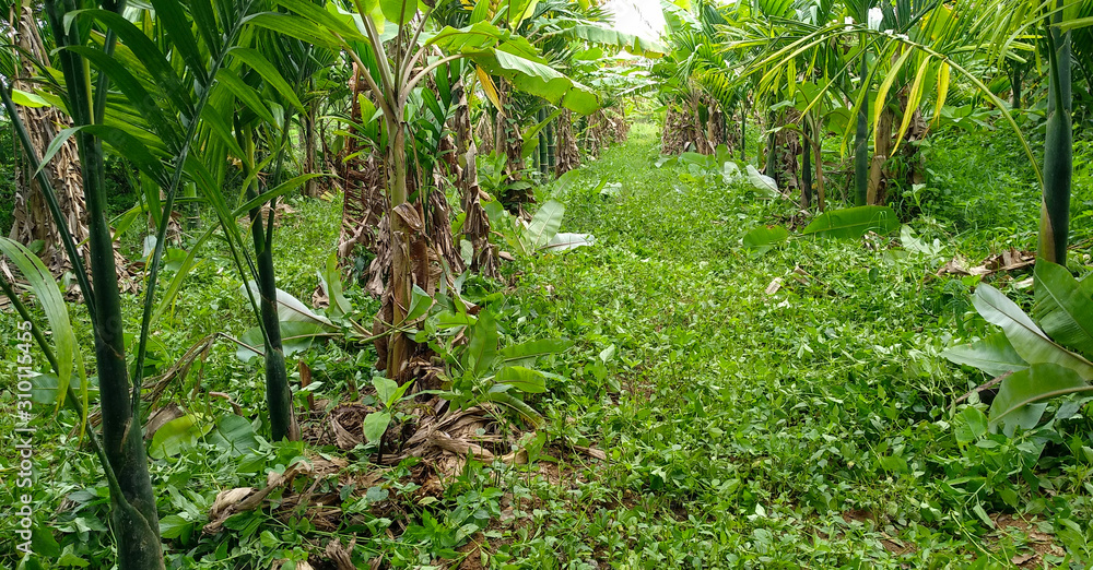 Areca Trees, Fresh Green grass background sky, Plantation Areca Trees, Fresh Green grass background sky, Plantation