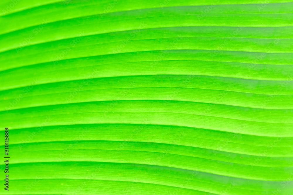 Green Leaf Texture background with sunlight behind Green Leaf Texture background with sunlight behind