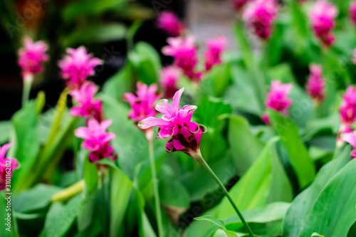 Siam Tulips blooming