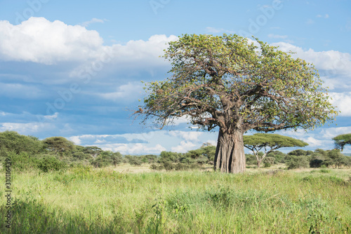 Fototapeta an old baobab tree of life in Tanzania