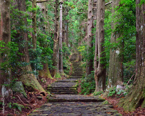 Pathway in the forest at Kumano Kodo Daimonzaka Slope in Wakayama, Japan photo