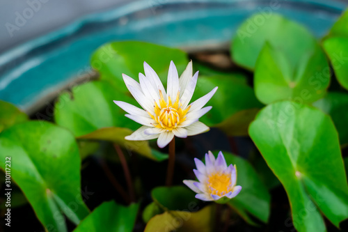 Lotus flower in the basin