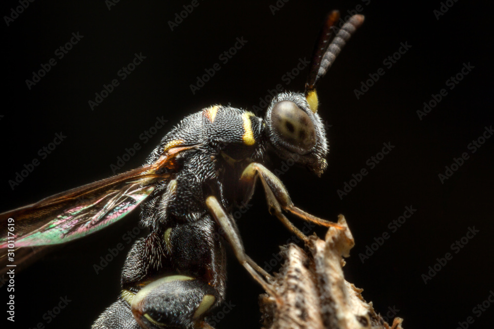 Naklejka premium Black insect in yellow stripe with string