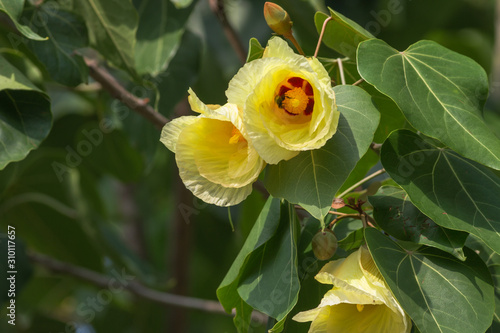 Portia Tree with yellow blossom flower