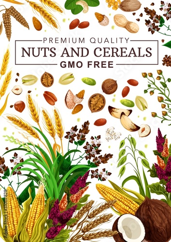 Nuts and cereal grains, natural organic GMO free raw food nutrition. Vector healthy vegan superfood coconut, corn maize and pistachio, wheat and rye or buckwheat grain, hazelnut and almond