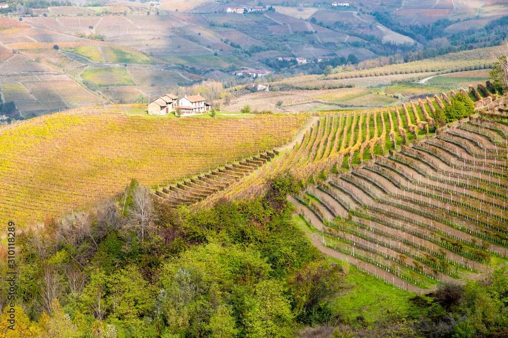 View of the world famous Barolo vineyards, in the hilly Region of Langhe (Piedmont, Northern Italy) during fall season; this area has been nominated UNESCO site since 2014.