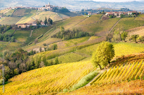 View of the world famous Barolo vineyards  in the hilly Region of Langhe  Piedmont  Northern Italy  during fall season  this area has been nominated UNESCO site since 2014.
