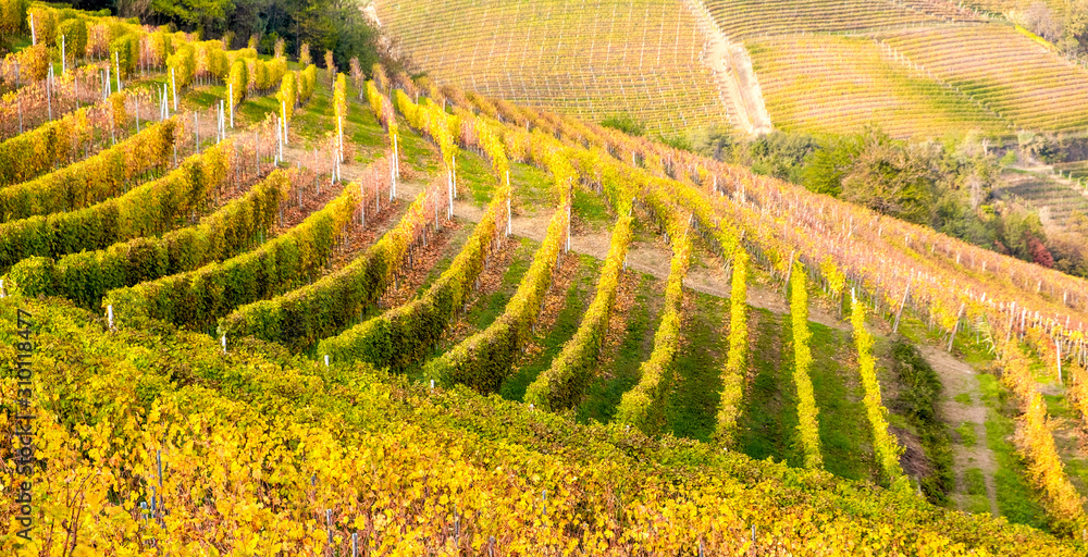 View of the world famous Barolo vineyards, in the hilly Region of Langhe (Piedmont, Northern Italy) during fall season; this area has been nominated UNESCO site since 2014. View of the world famous Barolo vineyards, in the hilly Region of Langhe (Piedmont, Northern Italy) during fall season; this area has been nominated UNESCO site since 2014.