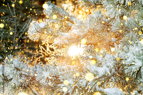 sun rays shine through trees covered with snow