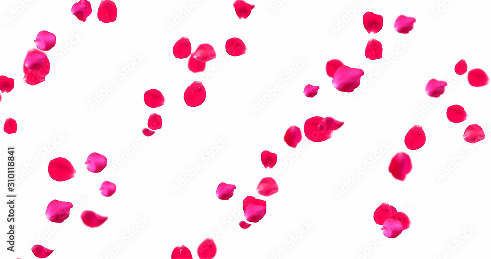 Rose Petals with White Background