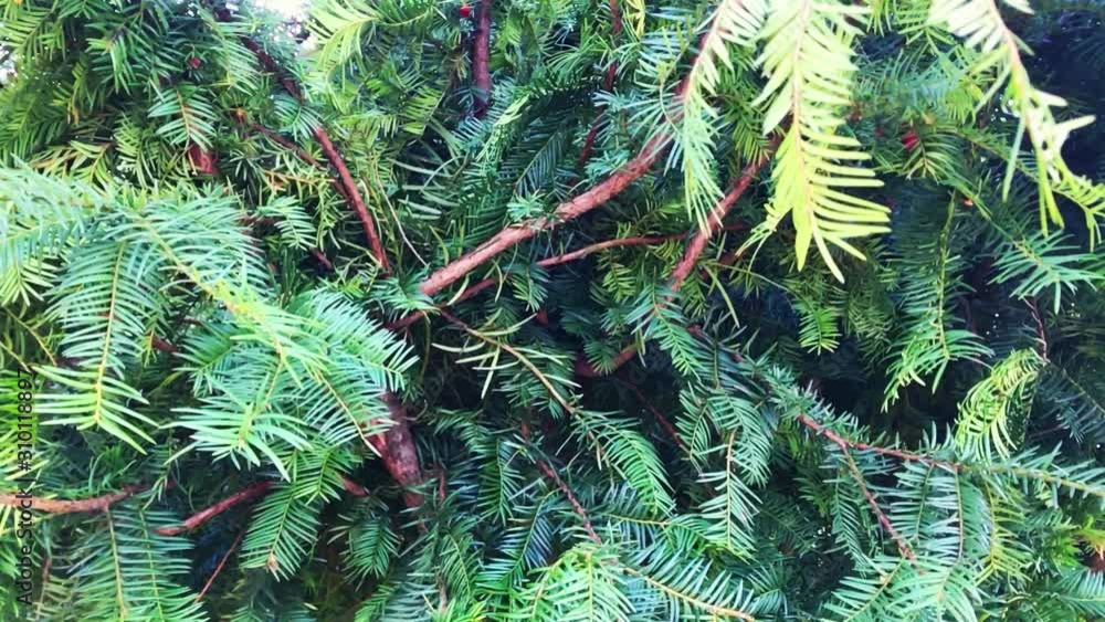 Beautiful branch of evergreen spruce. Pine tree. Selective focus. Beautiful branch of evergreen spruce. Pine tree. Selective focus.