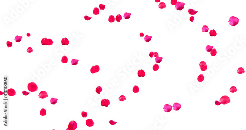 Rose Petals with White Background