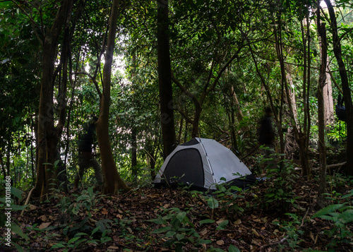 Camping and tent under the tree, tropical forest in national park