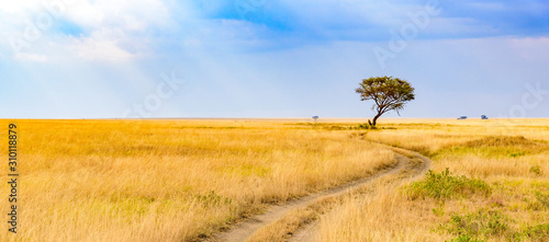 Εκτύπωση καμβά Game drive on dirt road with Safari car in Serengeti National Park in beautiful