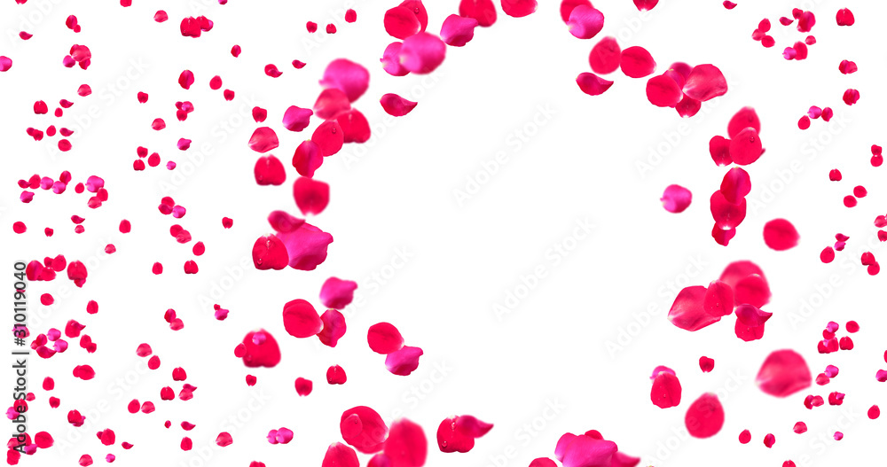 Rose Petals with White Background