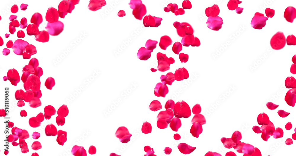 Rose Petals with White Background Rose Petals with White Background