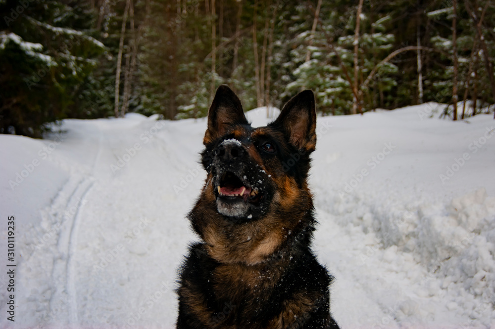 German Shepherd sitting in the middle of the forest and looking at the sky. German Shepherd sitting in the middle of the forest and looking at the sky.