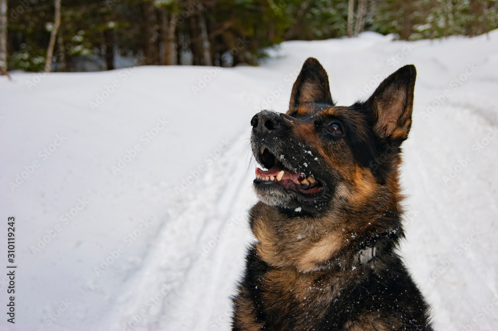 Naklejka premium German Shepherd sitting in the middle of the forest and looking at the sky.