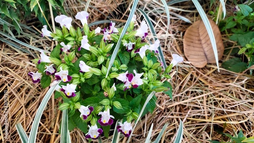 flowers in basket