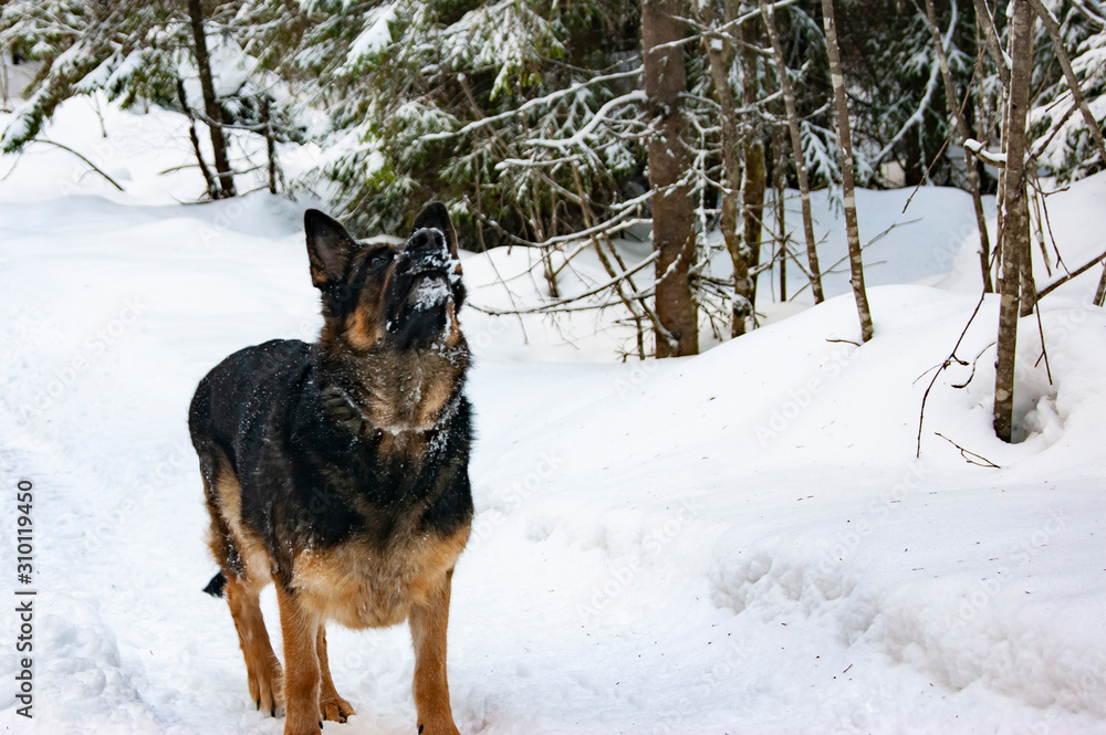German Shepherd playing in the winter in the forest. German Shepherd playing in the winter in the forest.
