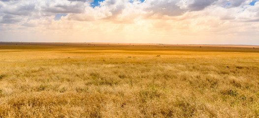 Leinwandbilder Honigfarbe Game drive with Safari car in Serengeti National Park in beautiful landscape scenery, Tanzania, Africa  © Simon Dannhauer