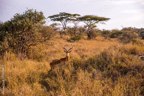 Gazelle in the bush - Game drive with Safari car in Serengeti National Park in beautiful landscape scenery  Tanzania  Africa