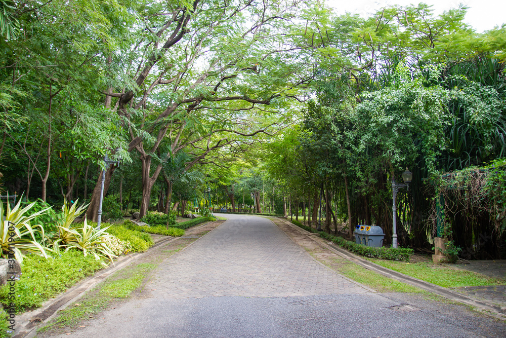Roads and trees in a natural park for relaxing at Bangkok Thailand Roads and trees in a natural park for relaxing at Bangkok Thailand