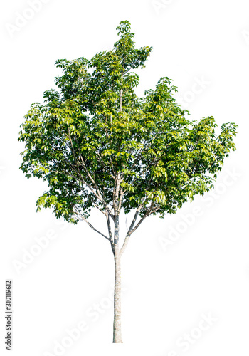 The tree is completely separated from the white ba background Scientific name Dipterocarpus alatus