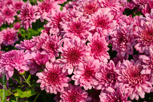 Closeup beautiful pink chrysanthemum flower blooming in the garden on sunshine.