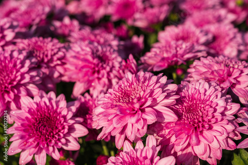 Closeup beautiful pink chrysanthemum flower blooming in the garden on sunshine.