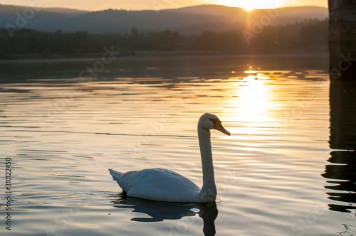 white swan on a beautiful lake on a summer day