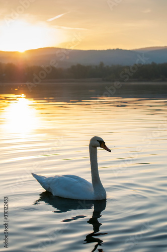 white swan on a beautiful lake on a summer day