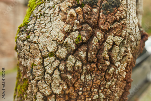 closeup of birch bark of a tree