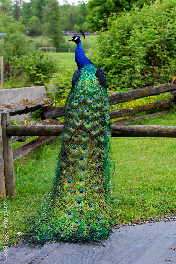Obraz premium peacock in the park