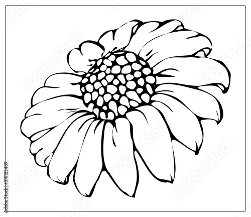 Beautiful monochrome, black and white daisy flower isolated.