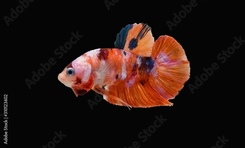 Thai fancy betta fish spreading fin and short tail swimming. Siamese fighting fish isolated black background. Close up and focus selection Colorful freshwater fishes with CLIPPING PATH