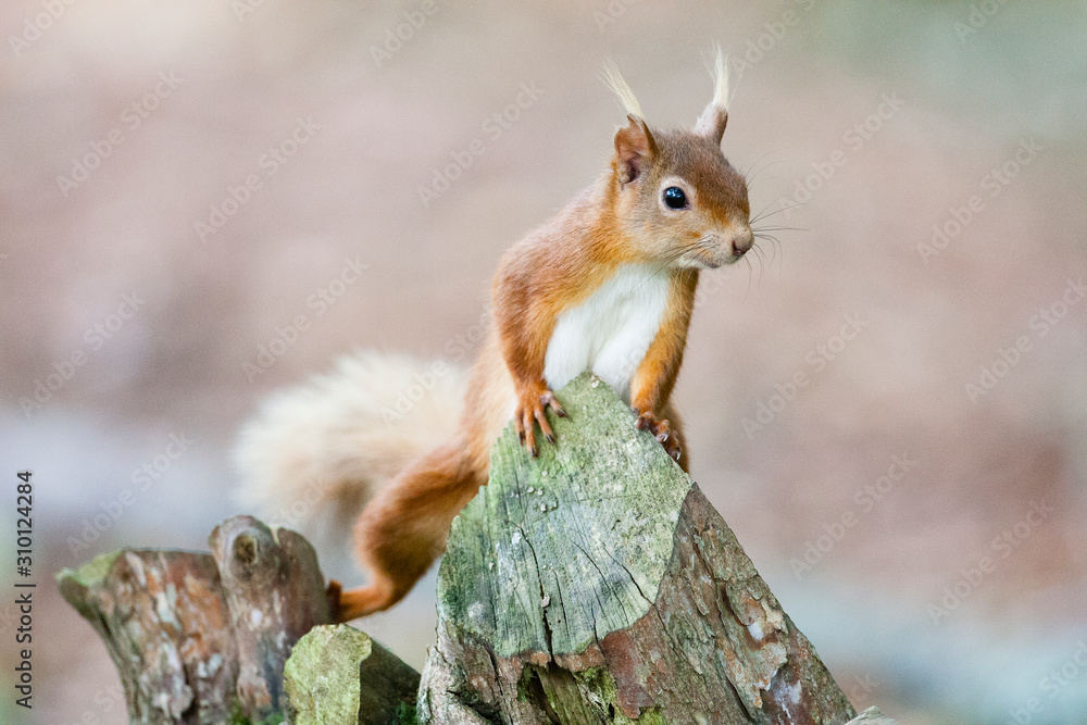 Fototapeta premium Red squirrel (Sciurus vulgaris)
